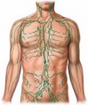 /album/manualni-lymfodrenaze/male-lymph-jpg/